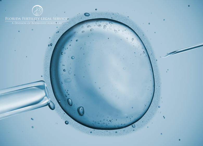 Egg Donation and Sperm Donation Legalities: What You Need to Know in Florida